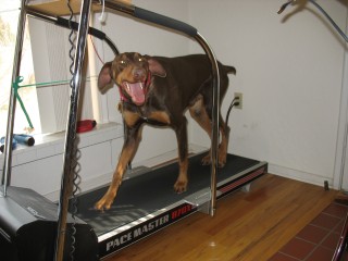 Riley on treadmill