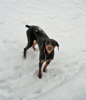 Riley in Snow
