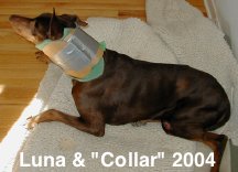 Luna & her collar