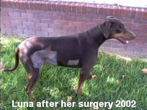 Luna post surgery